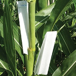 Corn Shoot Bags