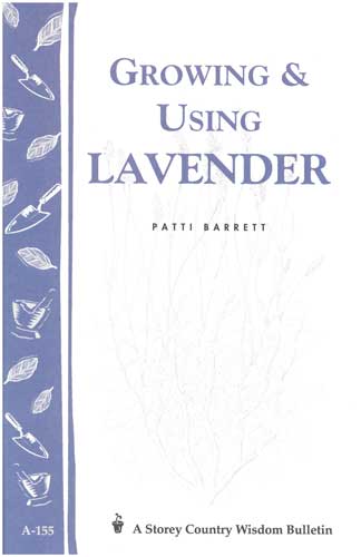 Growing and Using Lavender